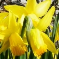 A kingsize bed and woodland views