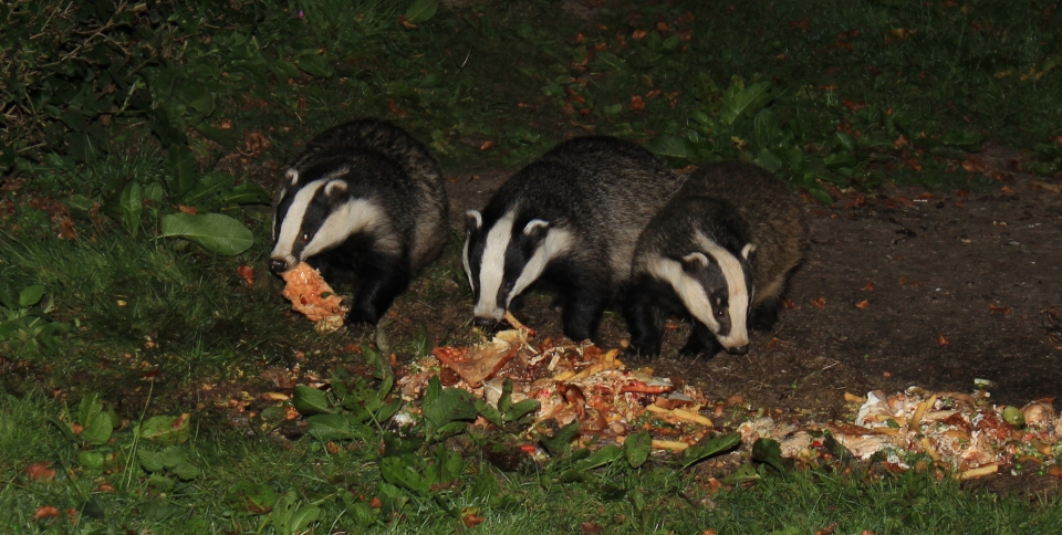 the badgers