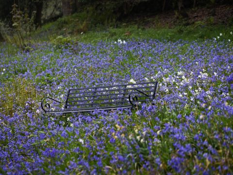 Bluebells and bench in doras field