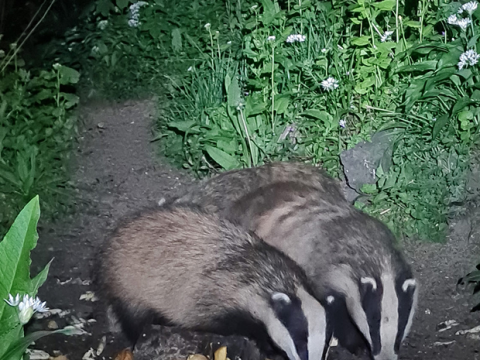 Badgers