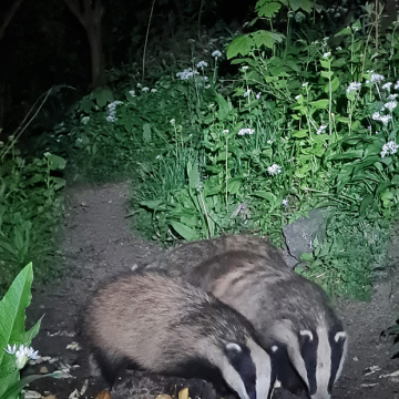 Badgers