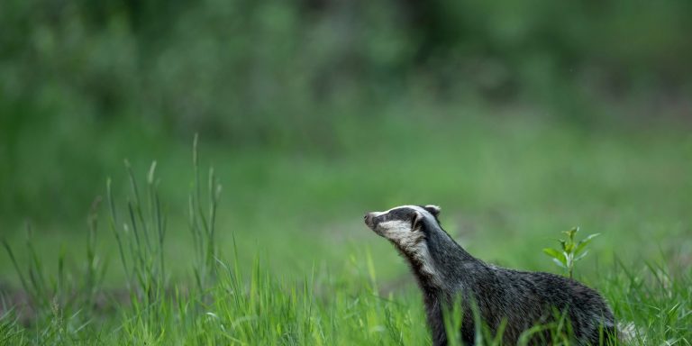Badger hero