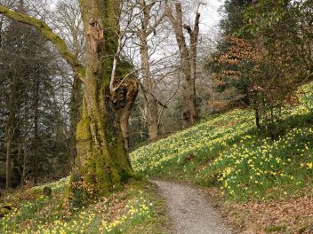 Daffodils in doras field