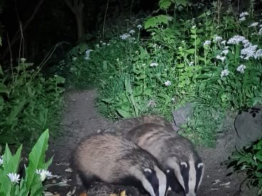 2 badgers