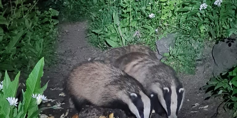 2 badgers