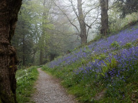 Bluebells in doras field